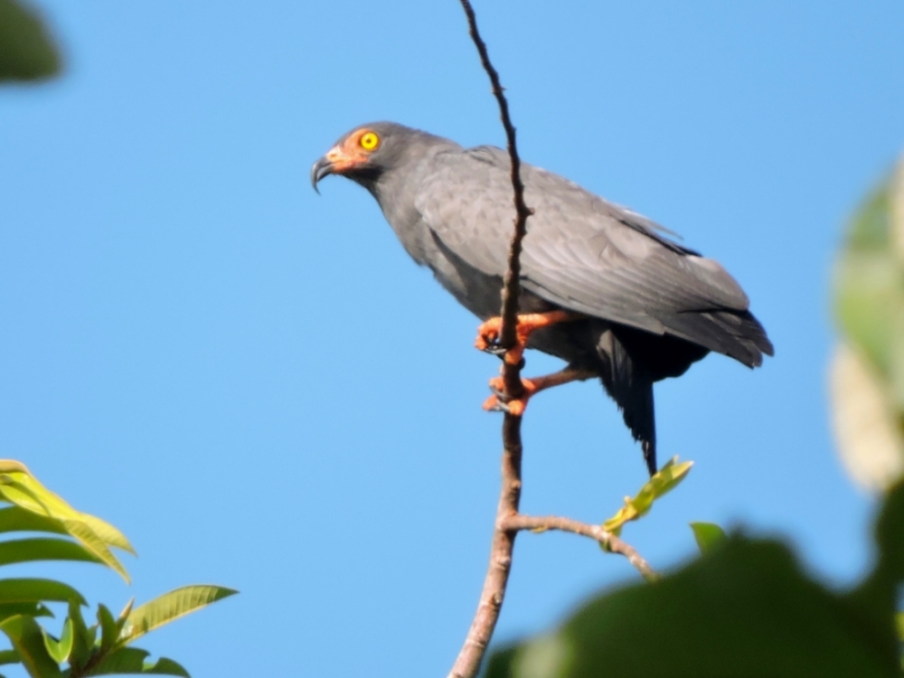 Slender-Billed Kite