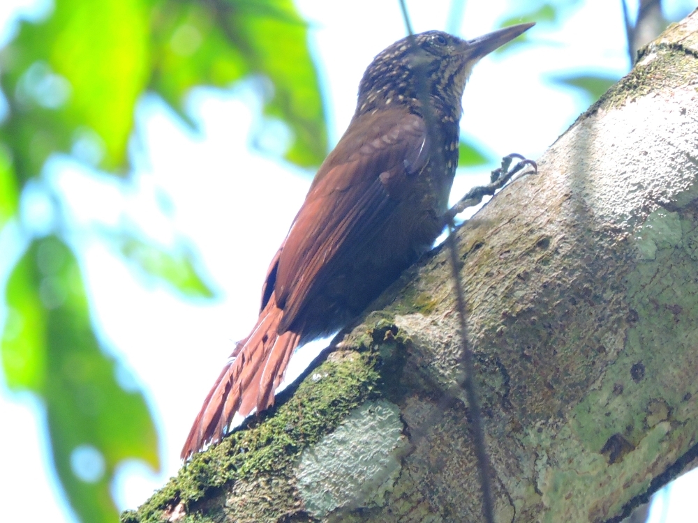 Black-Barred Woodcreeper