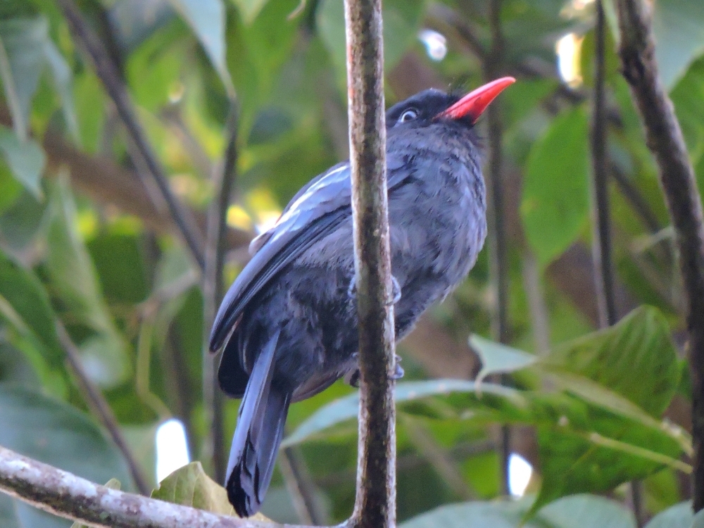 Black Nunbird