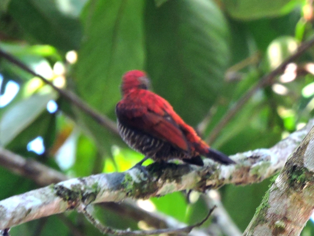 Blood-Colored Woodpecker