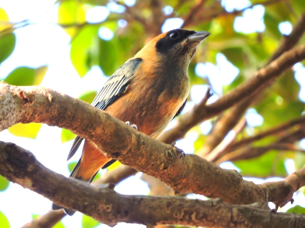 Burnished-Buff Tanager