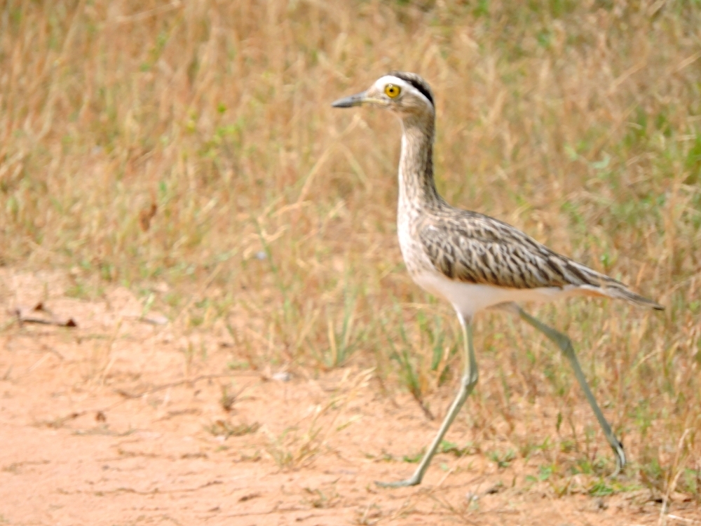 Double-Striped Thick-Knee