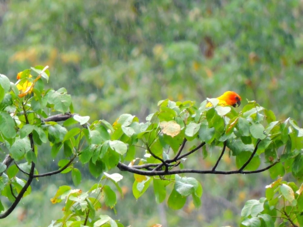 Sun Parakeet Sun Parakeet