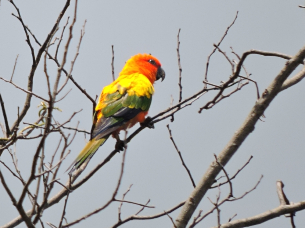 Sun Parakeet