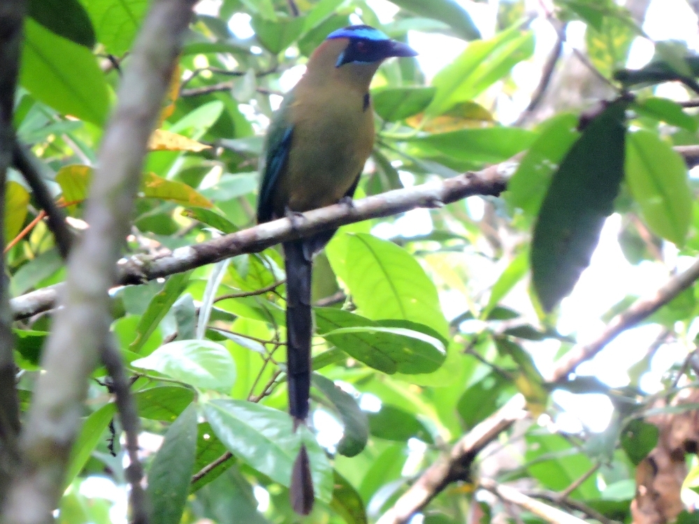 Amazonian Motmot