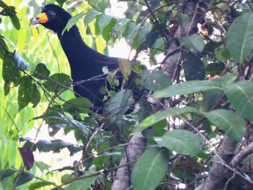 Black Curassow