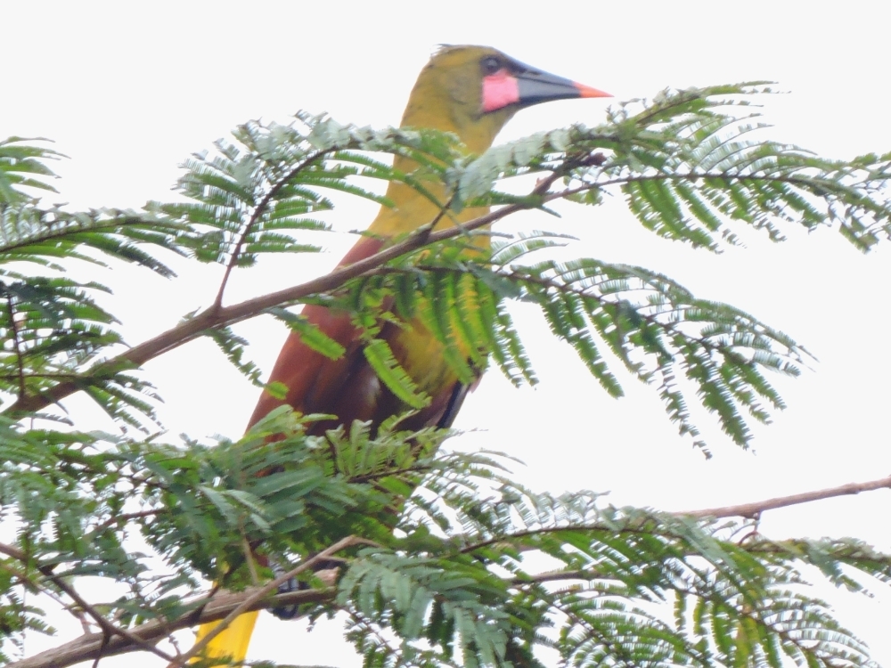 Olive Oropendola