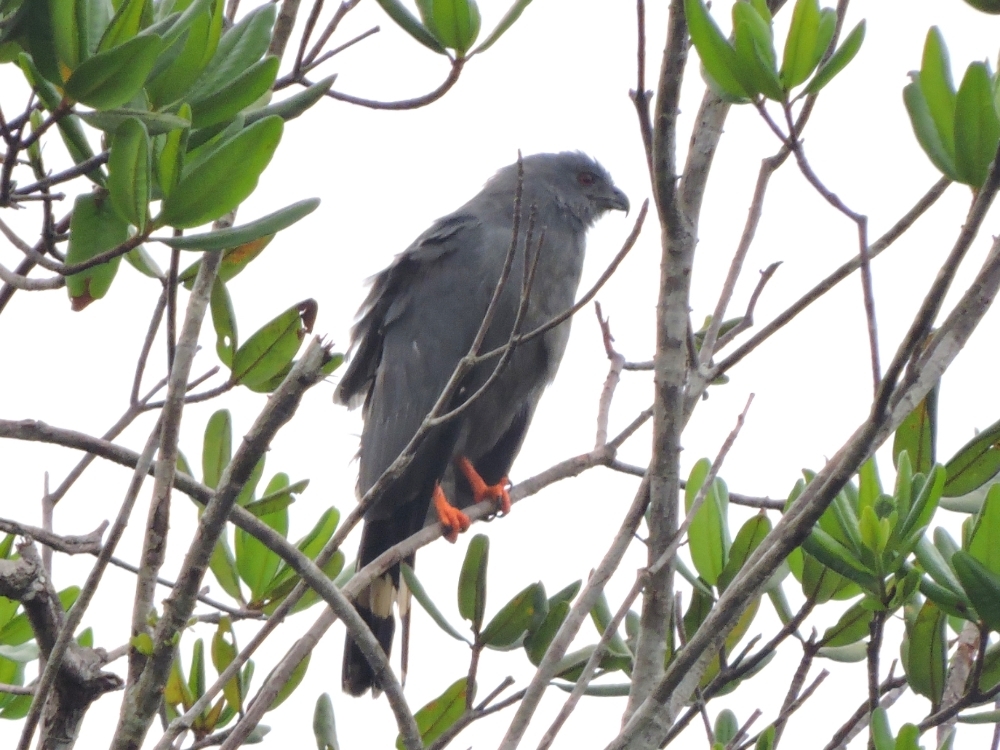 Slate-Colored Hawk