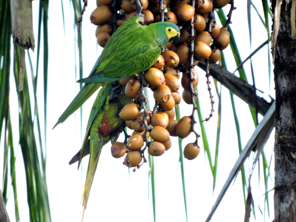 Red-Bellied Macaw