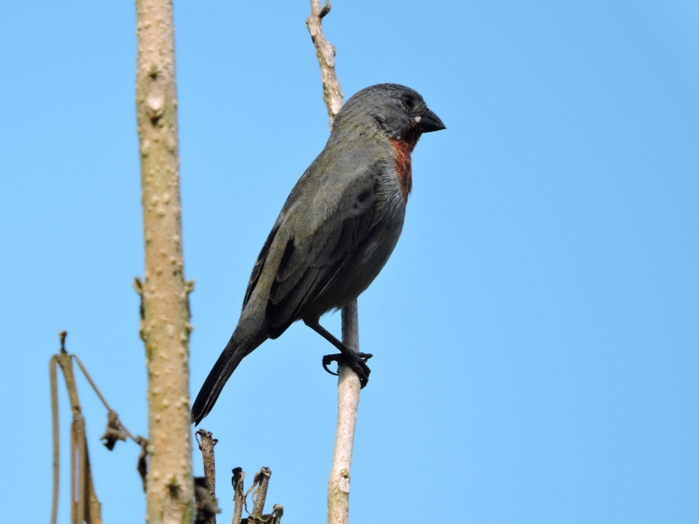 Chestnut-Bellied Seedeater