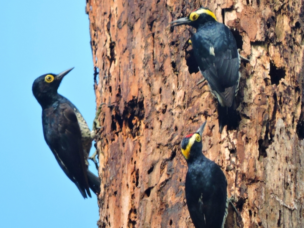 Yellow-Tufted Woodpecker