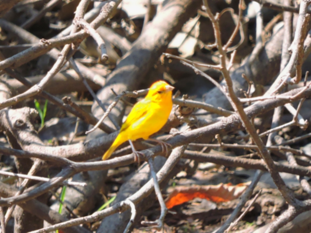 Orange-Fronted Yellow Finch