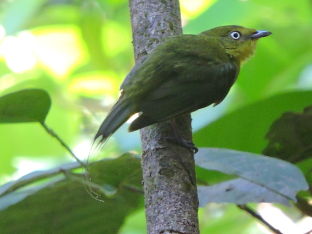  Wire-Tailed Manakin 