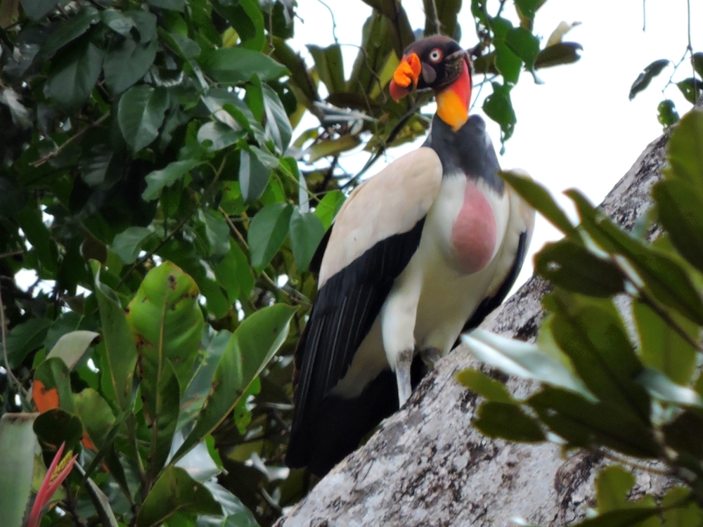  King Vulture 