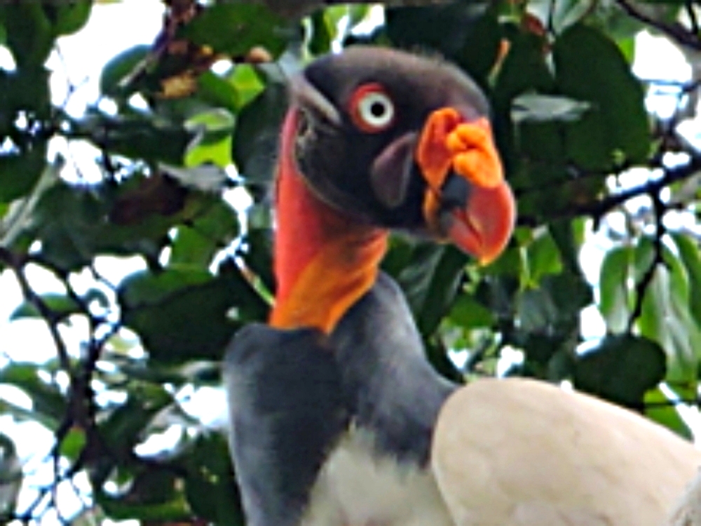  King Vulture 