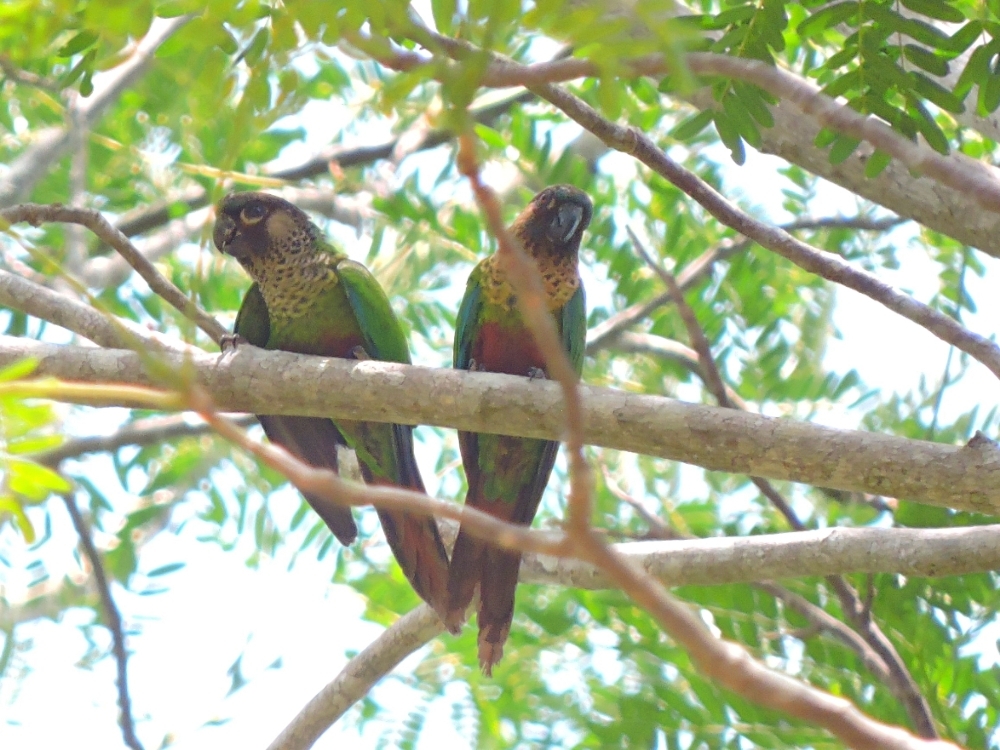  Santarem Parakeet 