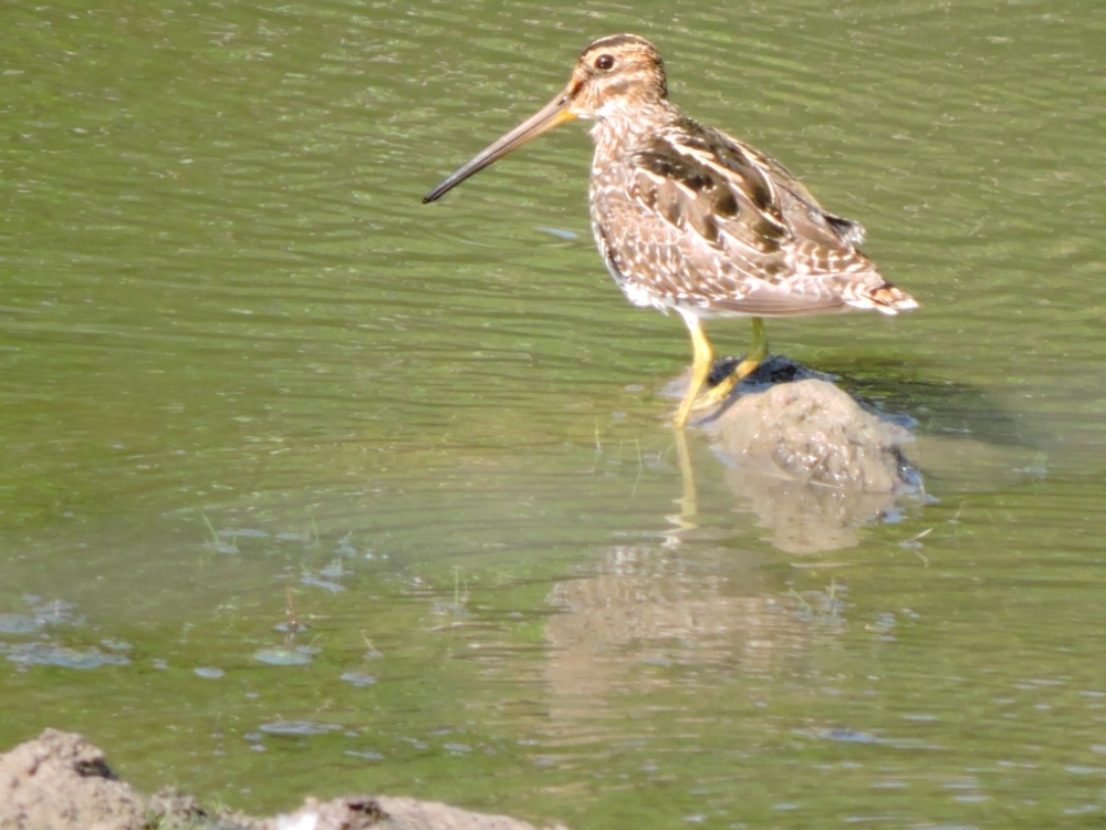 South American Snipe 