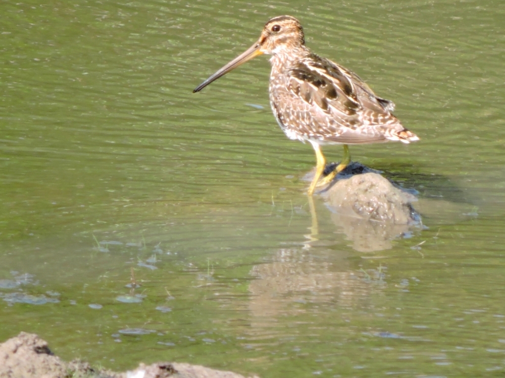 South American Snipe South American Snipe
