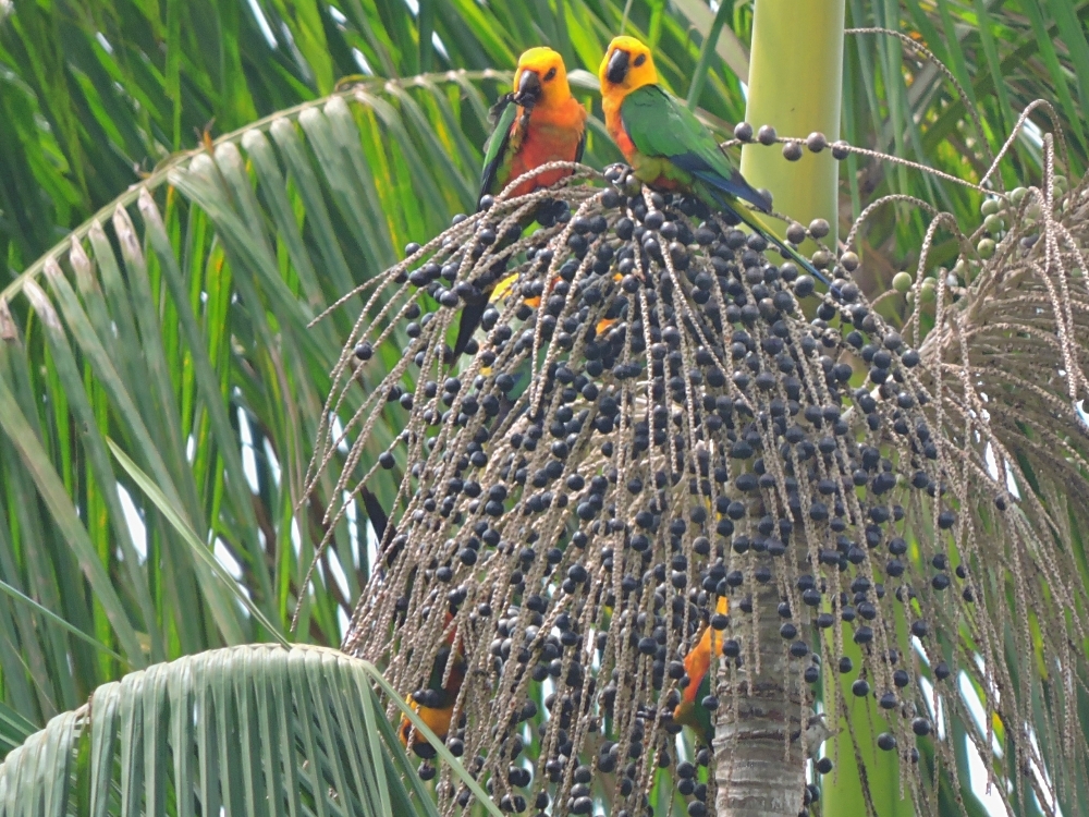 Janday Parakeet Janday Parakeet