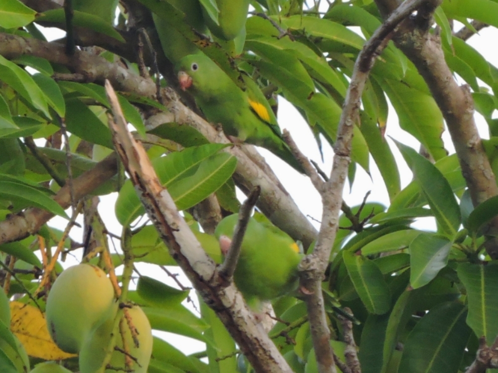  Golden-Winged Parakeet 