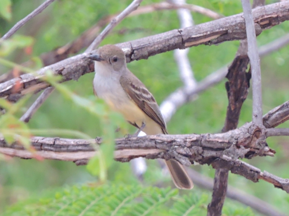  Large Elaenia 