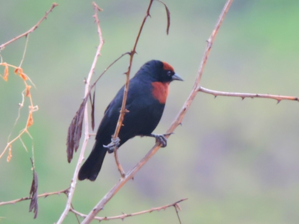  Chestnut-Capped Blackbird 