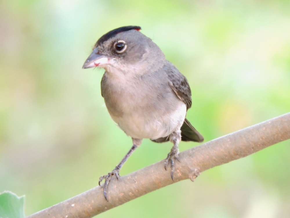  Pileated Finch 