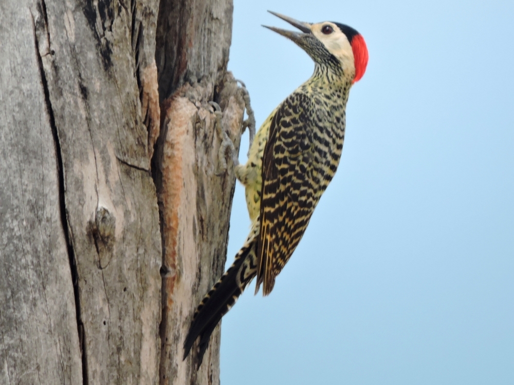  Green-Barred Woodpecker 