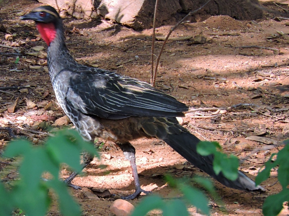  Rusty-Margined Guan 