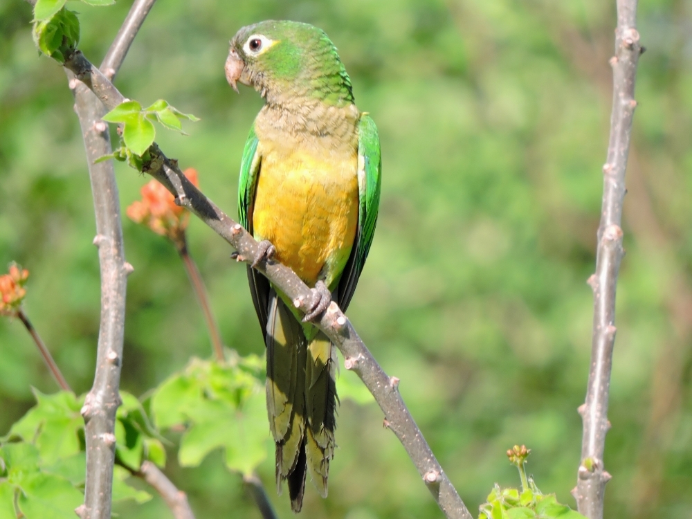  Cactus Parakeet 