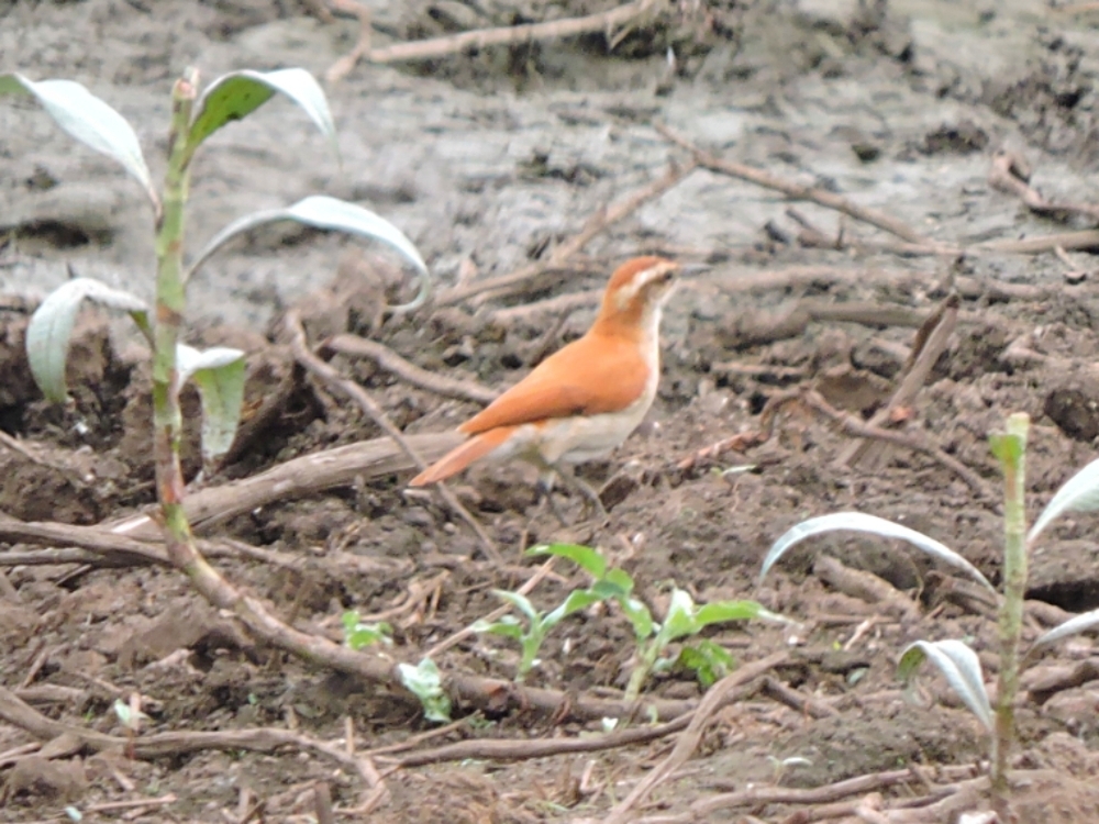  Wing-Barred Hornero 