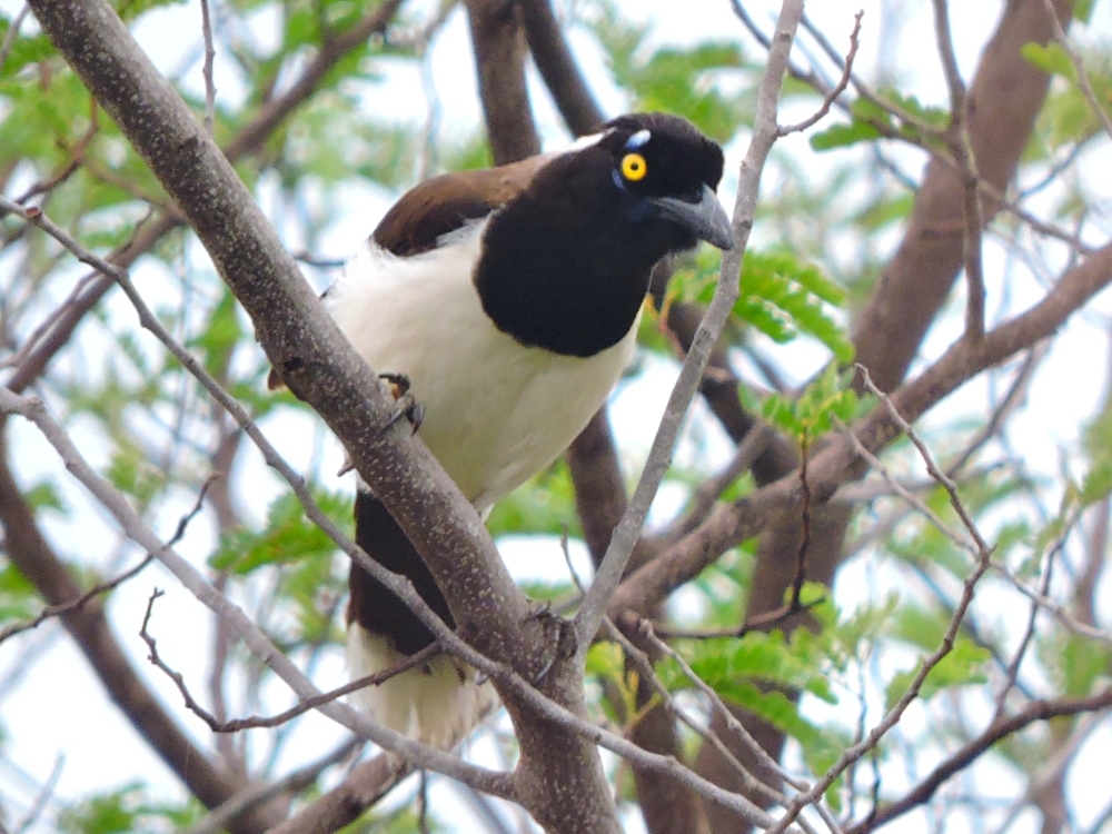  White-Naped Jay 