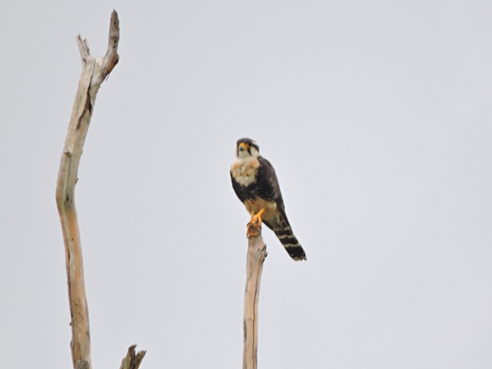  Aplomado Falcon 