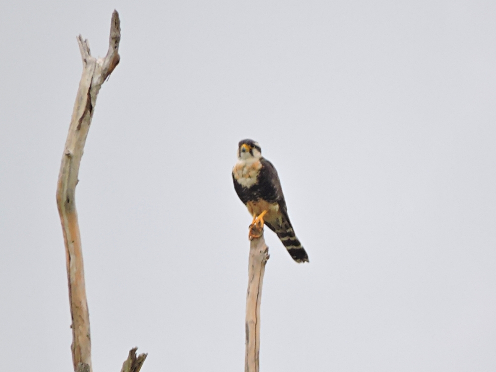  Aplomado Falcon 