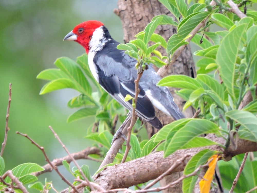 Red-Cowled Cardinal 