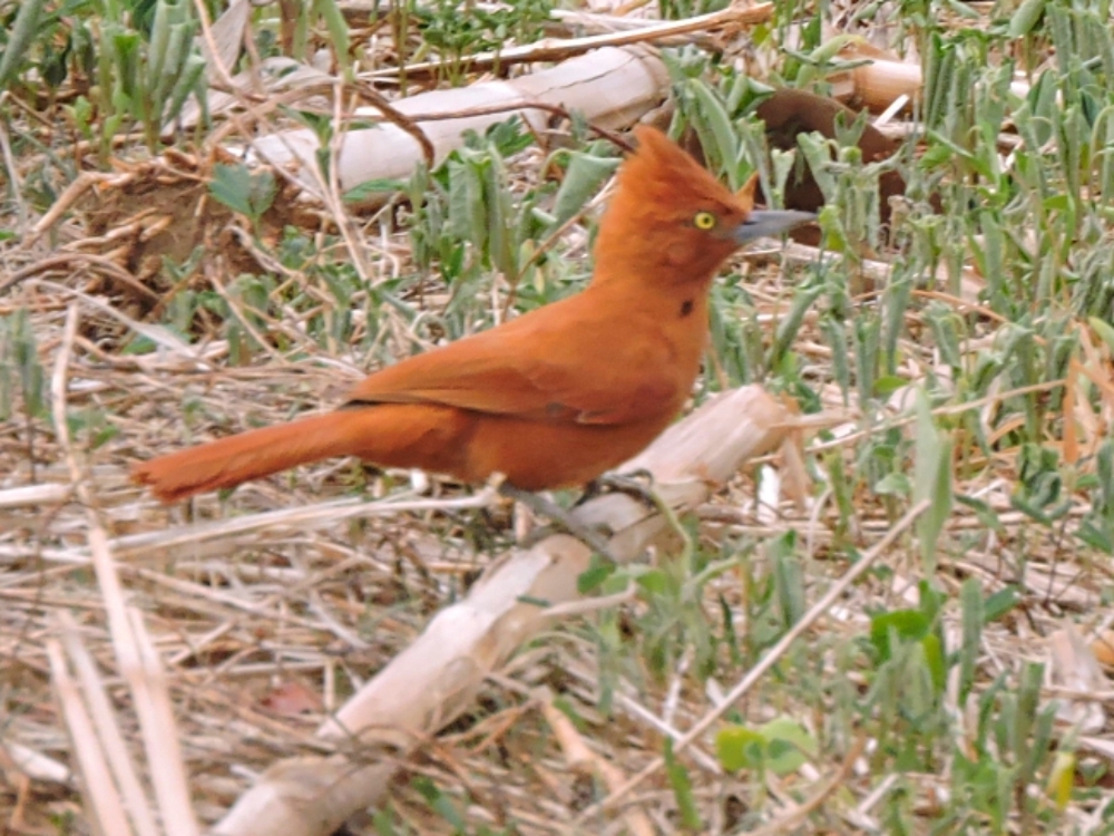  Caatinga Cacholote 