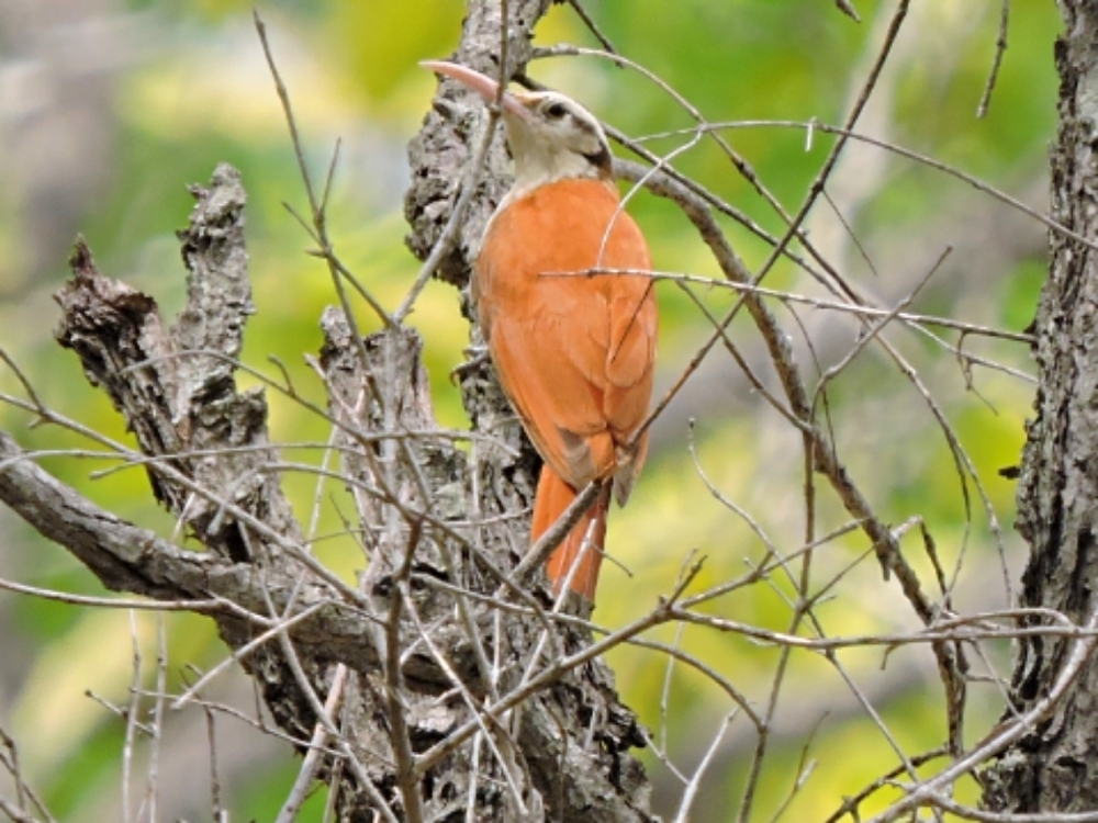  Narrow-Billed Woodcreeper 