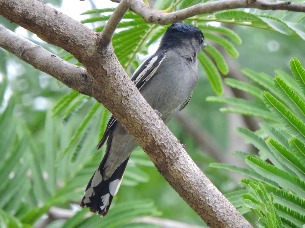  Planalto Slaty-Antshrike 