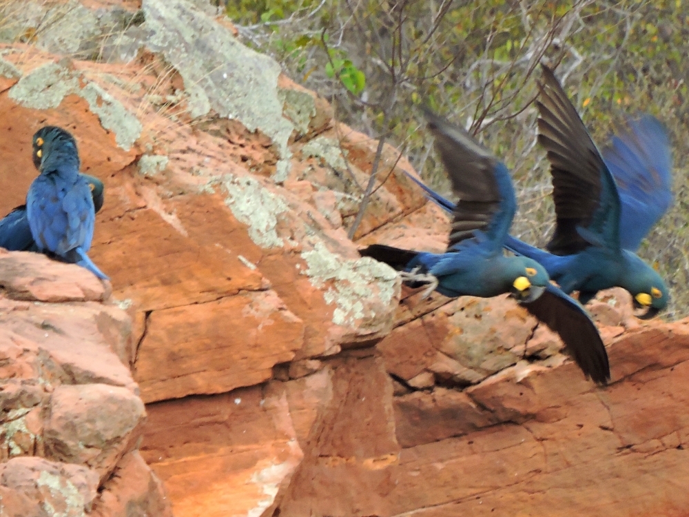  Indigo Macaw 