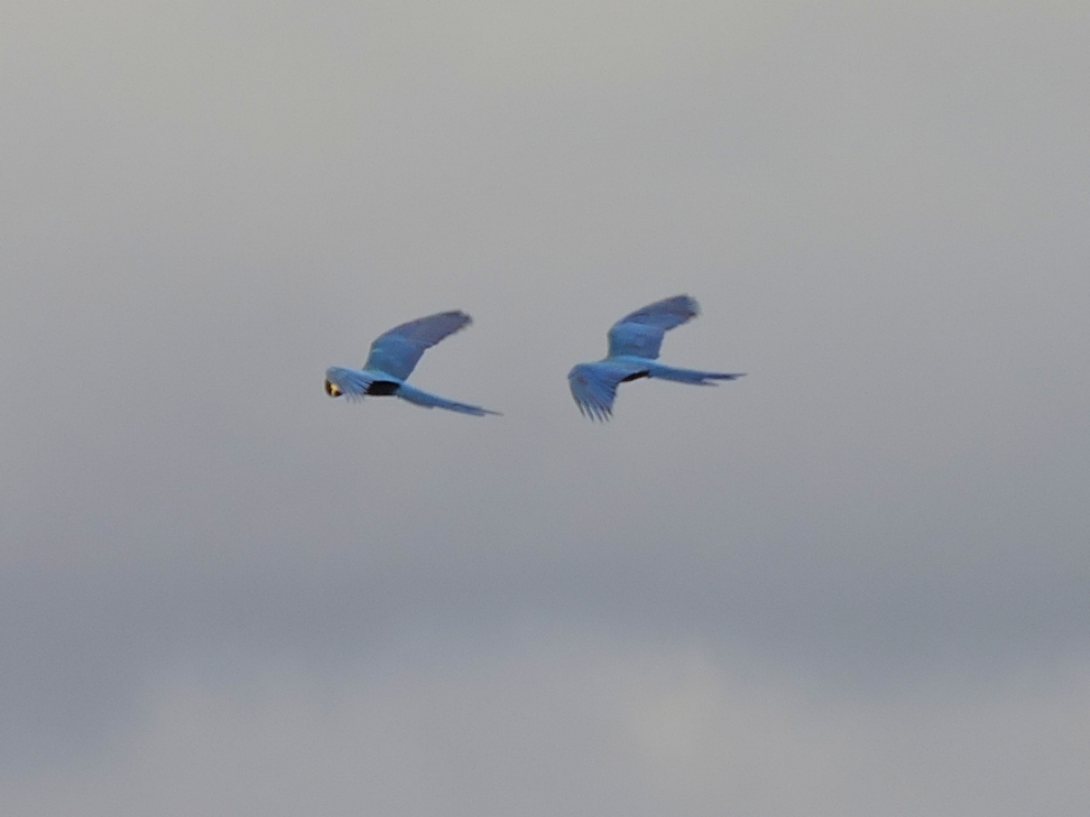  Indigo Macaw 