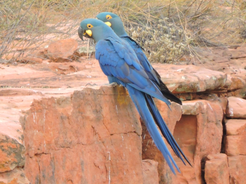  Indigo Macaw 