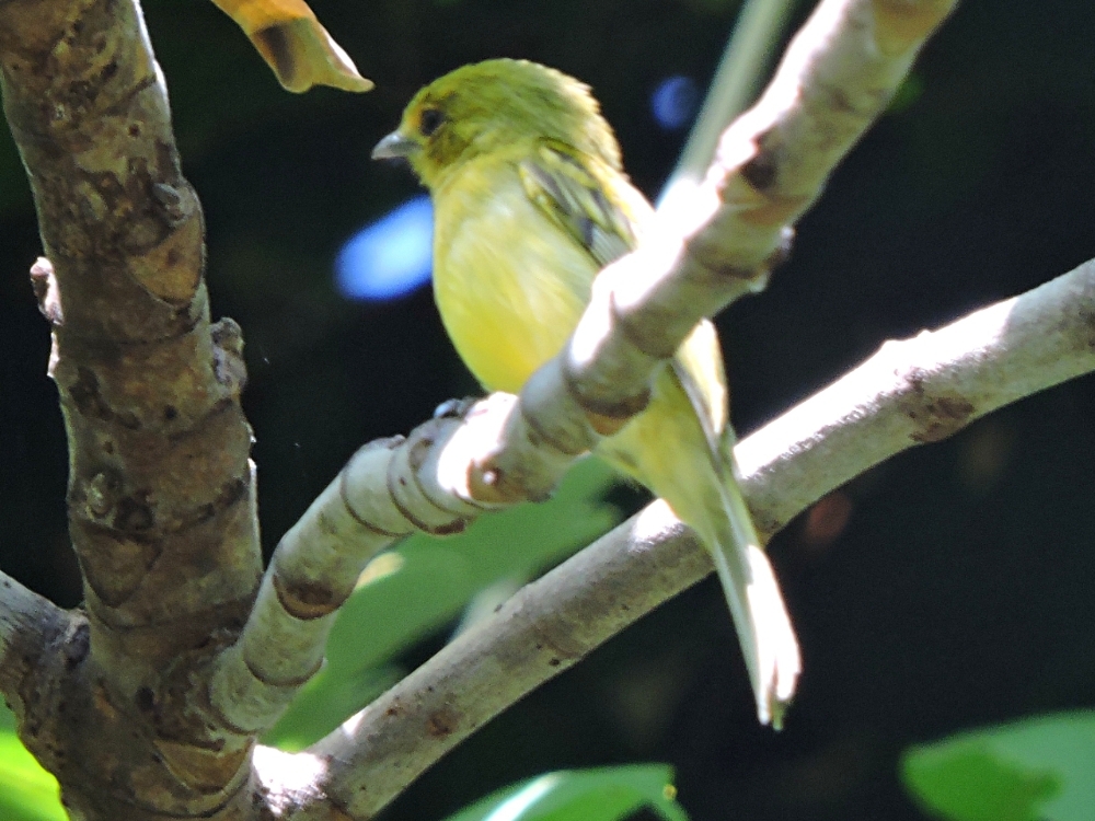  Yellow-Breasted Flycatcher 