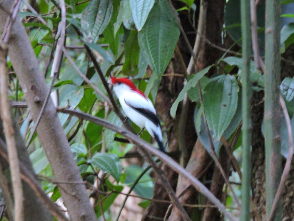  Araripe Manakin 