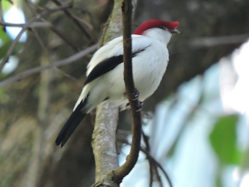  Araripe Manakin 