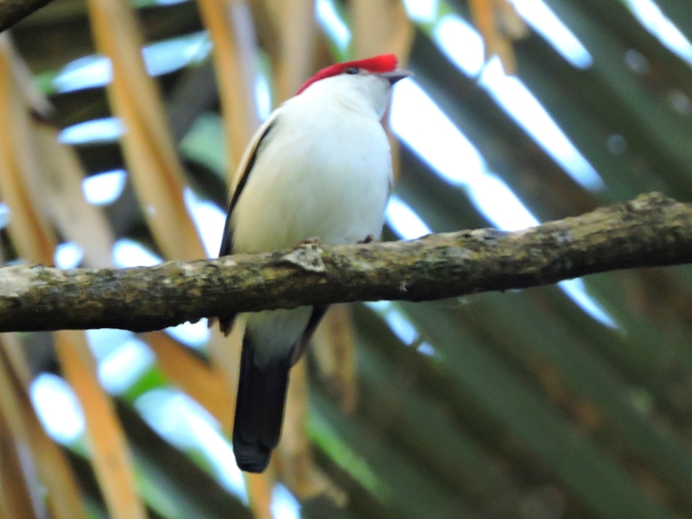  Araripe Manakin 