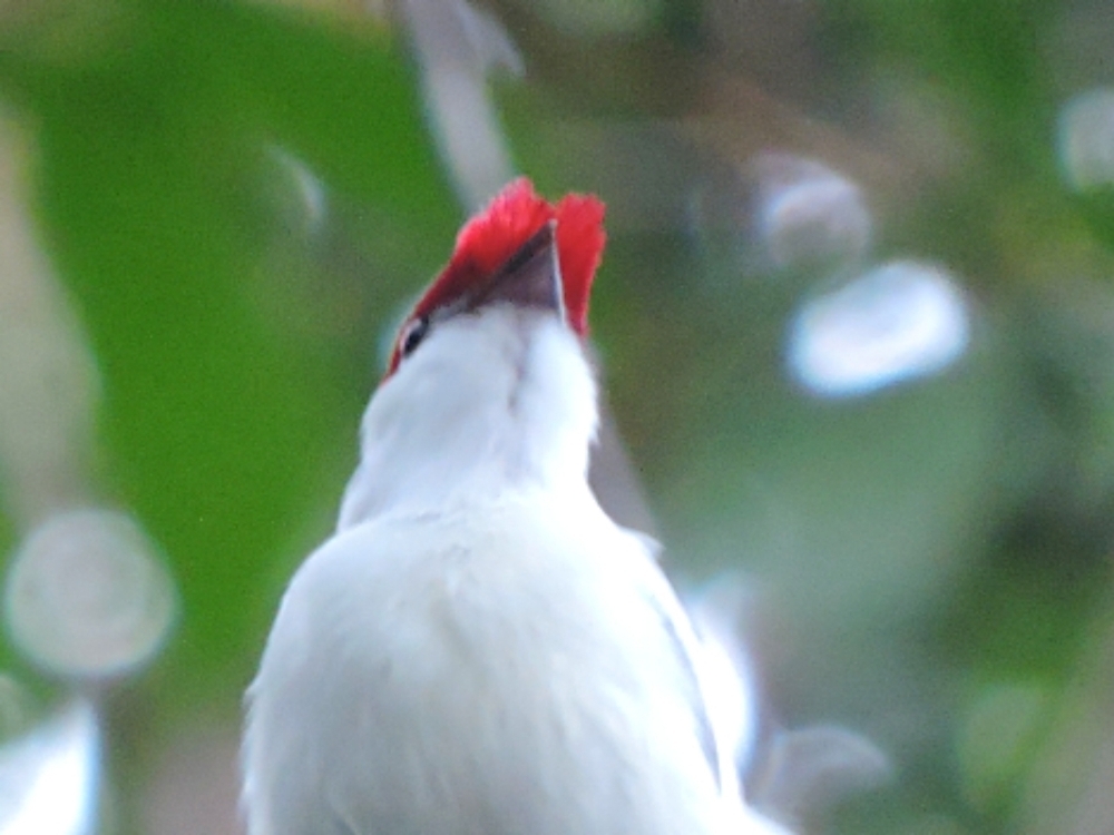  Araripe Manakin 