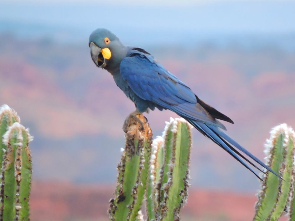  Indigo Macaw 