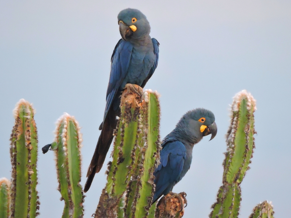  Indigo Macaw 