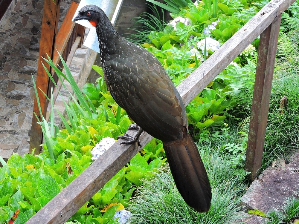  Dusky-Legged Guan 