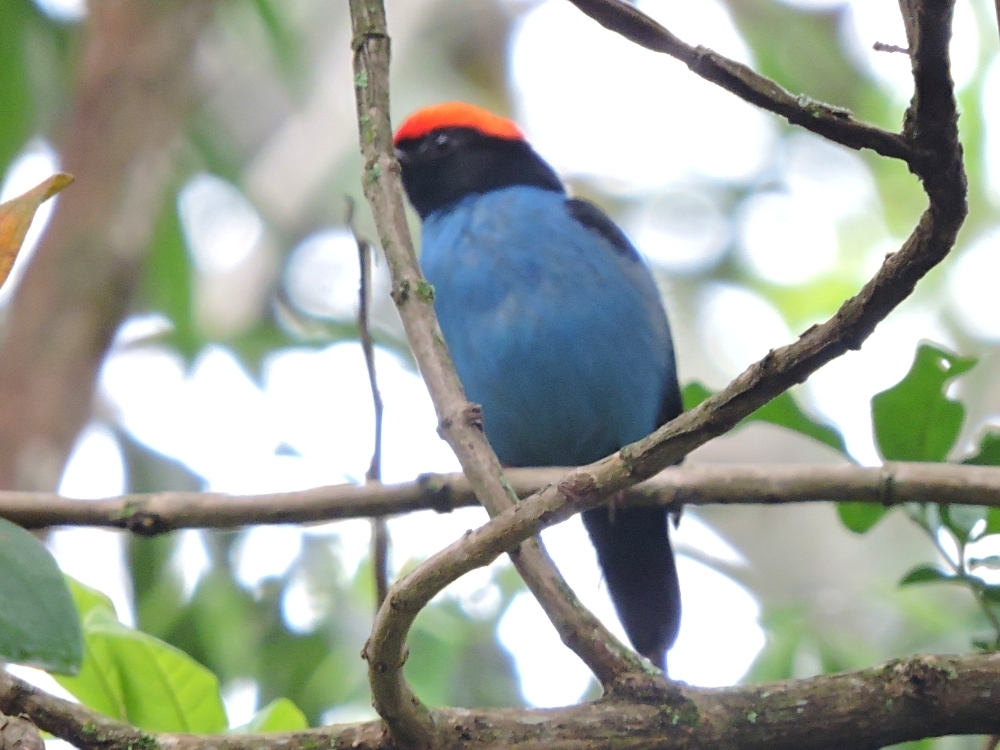  Blue Manakin 